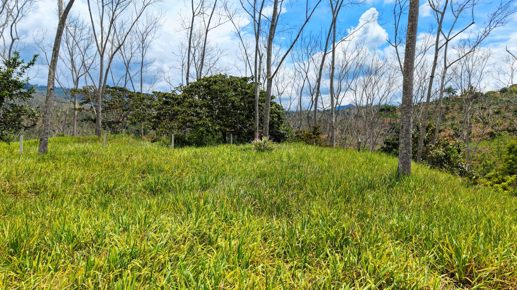 Grassy clearing with tall, bare trees and a dense green shrub, blue sky and distant hills in the background.