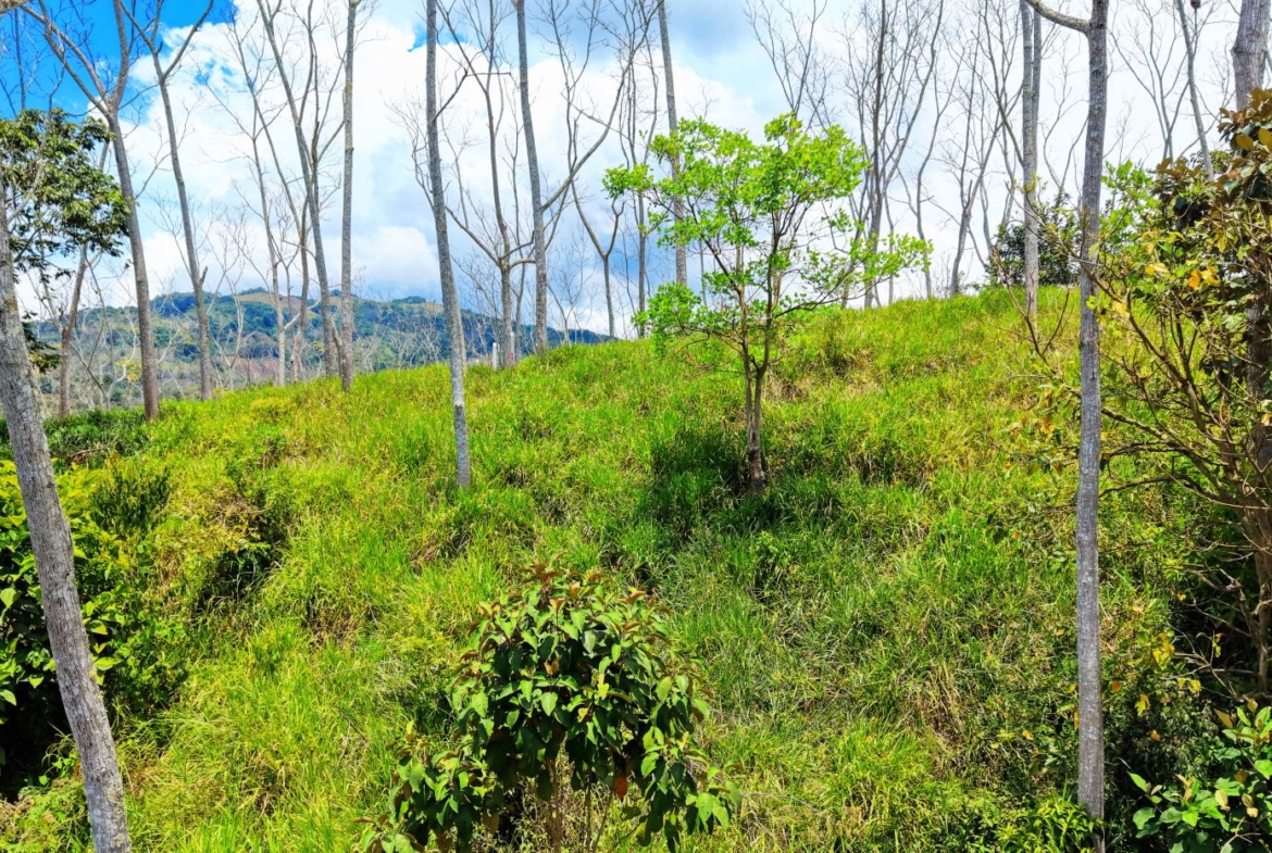 Grassy hillside with young trees and green shrubs under a bright blue sky with clouds in the distance.