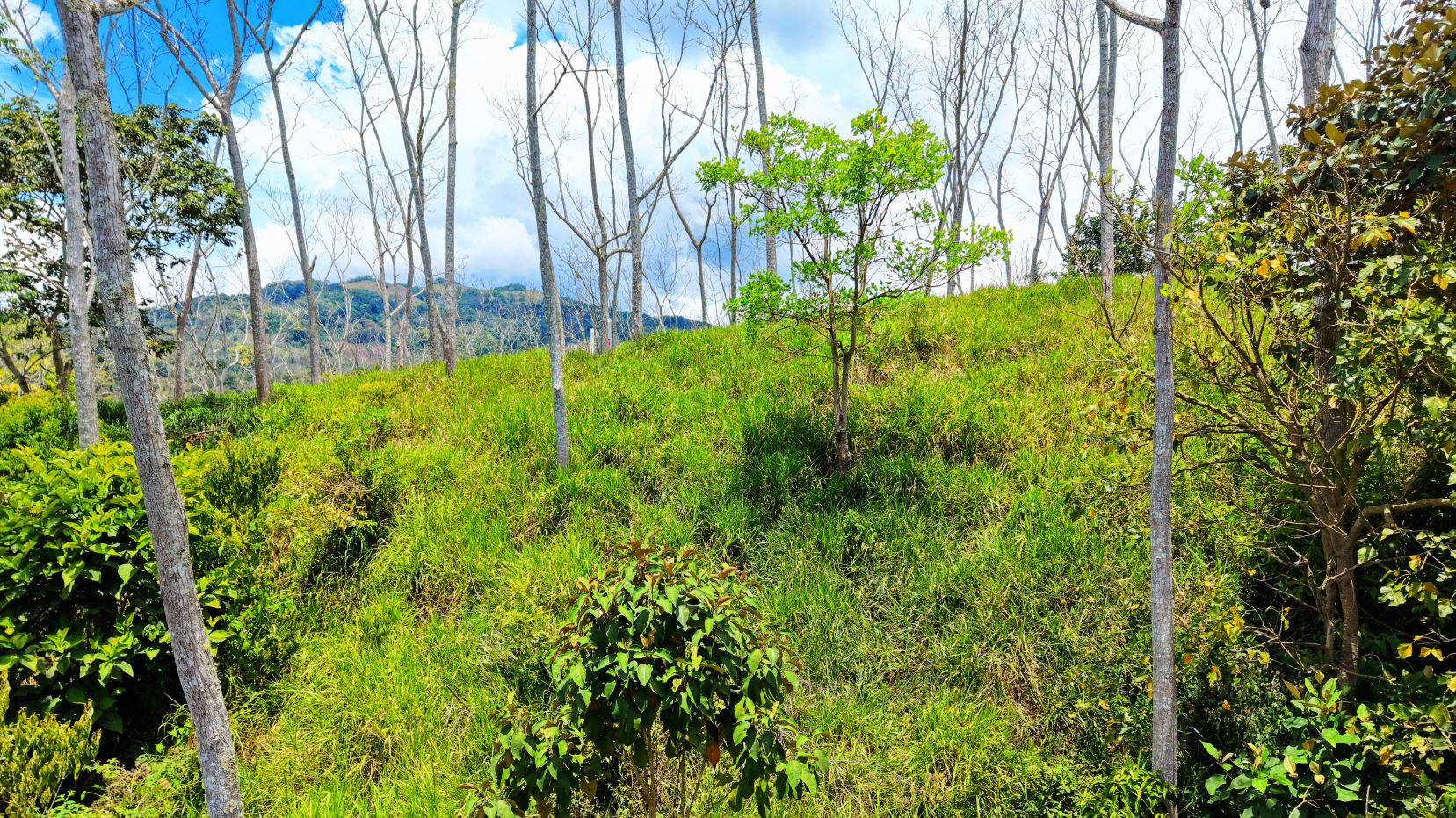 Grassy hillside with young trees and green shrubs under a bright blue sky with clouds in the distance.