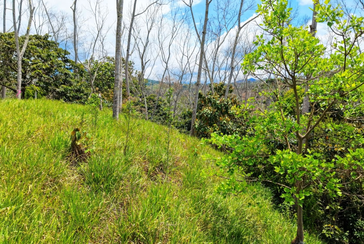 Sunlit grassy hillside with scattered trees, some bare trunks, and a bright green-leaved tree on the right under a blue sky with clouds.