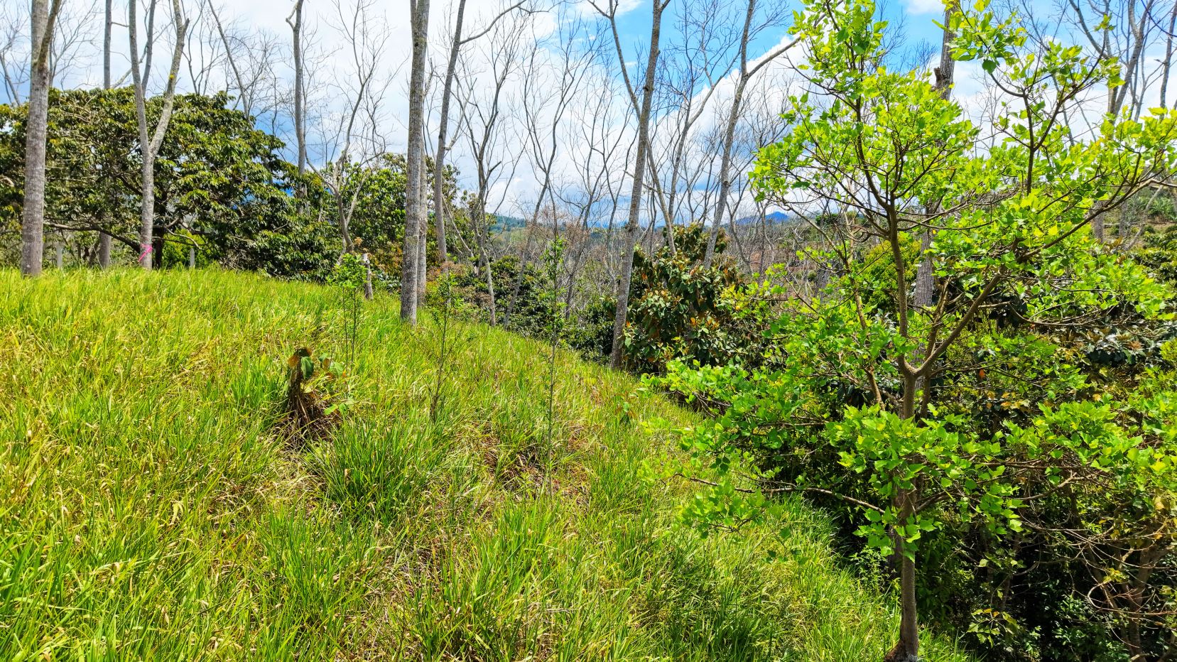 Sunlit grassy hillside with scattered trees, some bare trunks, and a bright green-leaved tree on the right under a blue sky with clouds.