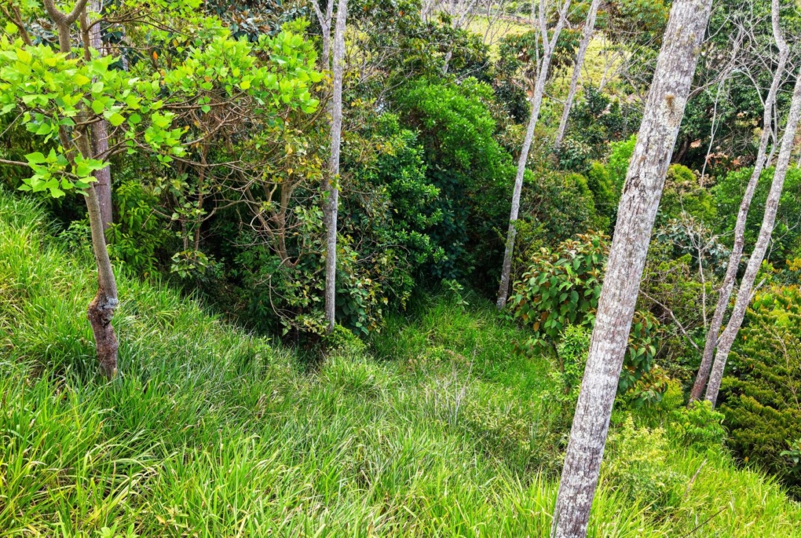Sunlit hillside forest with slender tree trunks and dense green foliage and tall grasses on the slope in the foreground