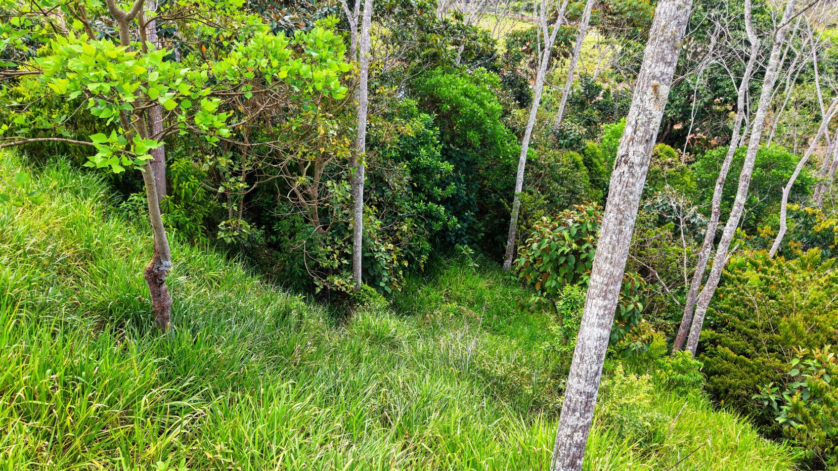 Sunlit hillside forest with slender tree trunks and dense green foliage and tall grasses on the slope in the foreground