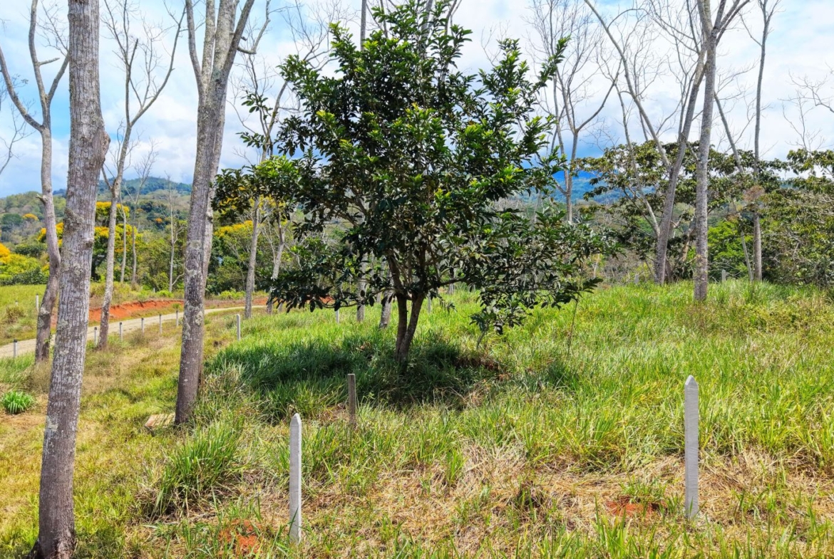 Open grassy field with a small tree in the center, surrounded by bare trees and wooden stakes; distant yellow-flowering shrubs along a dirt path viewable to the left.