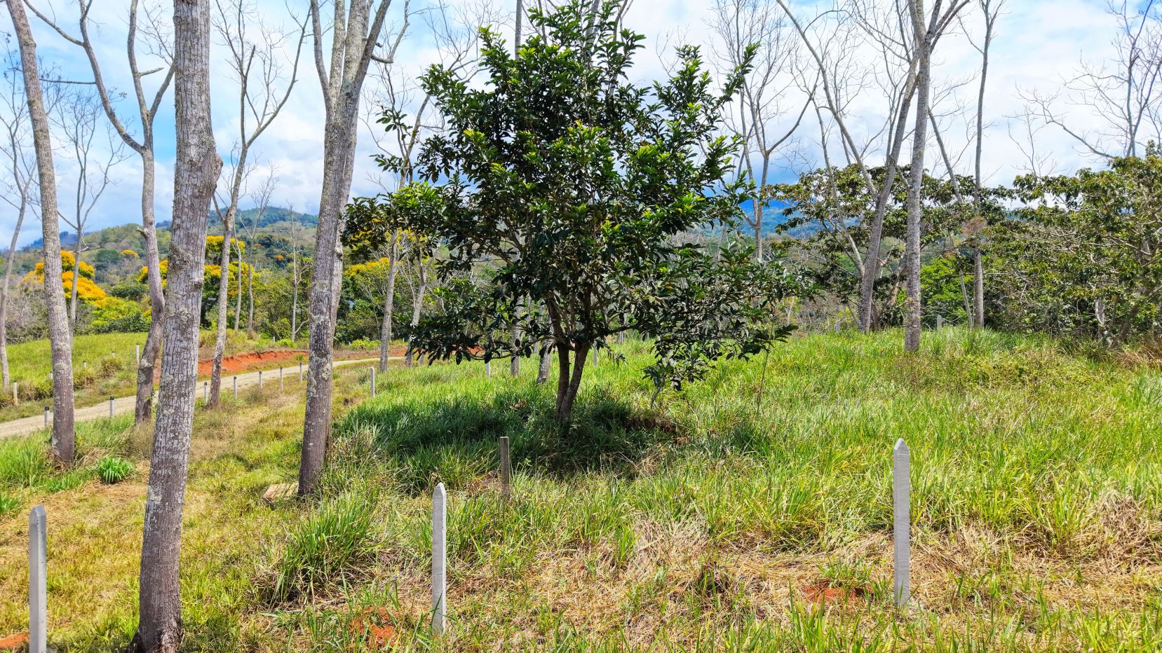 Open grassy field with a small tree in the center, surrounded by bare trees and wooden stakes; distant yellow-flowering shrubs along a dirt path viewable to the left.