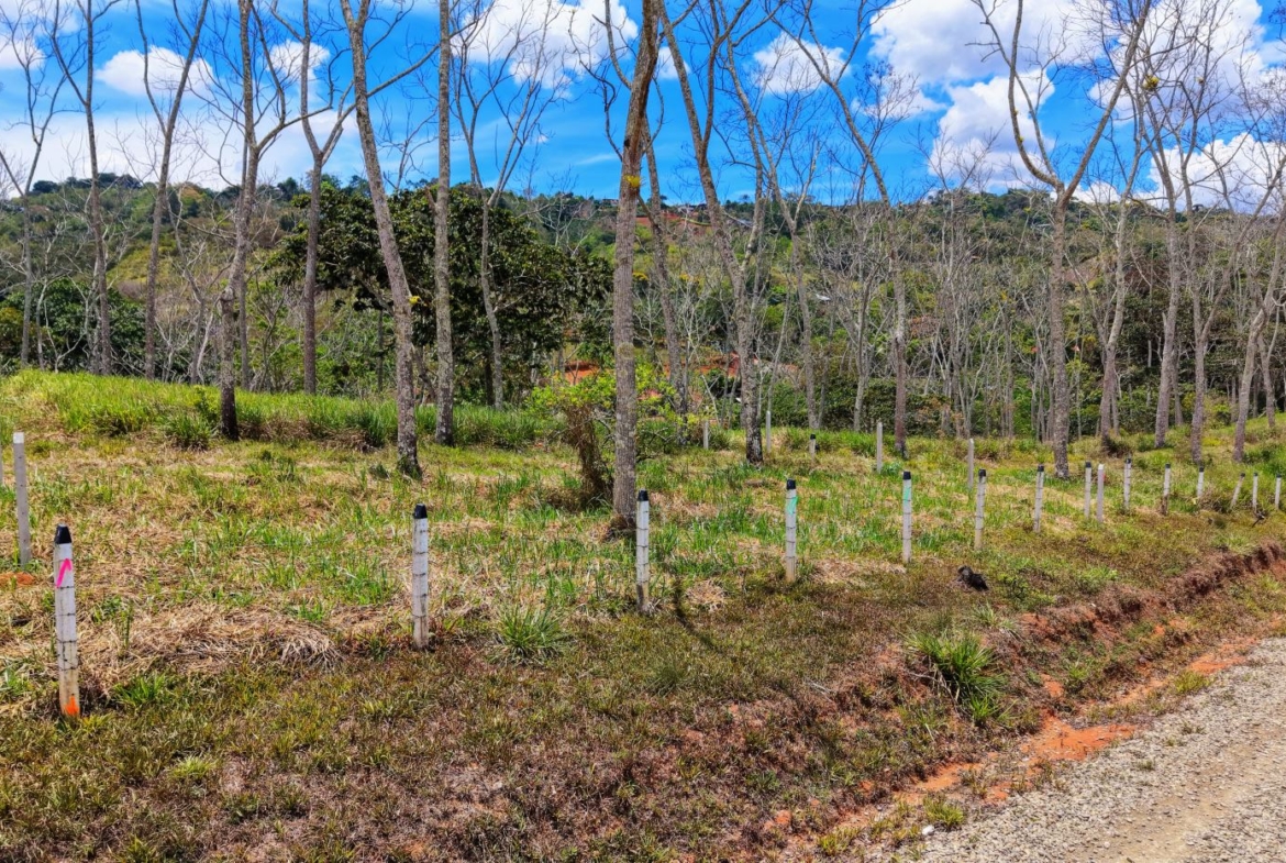 Row of white fence posts marking a grassy clearing with leafless trees and a blue sky