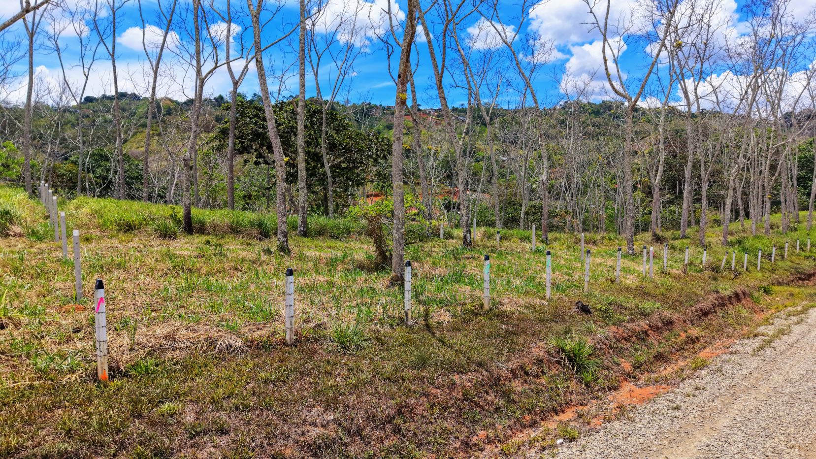 Row of white fence posts marking a grassy clearing with leafless trees and a blue sky