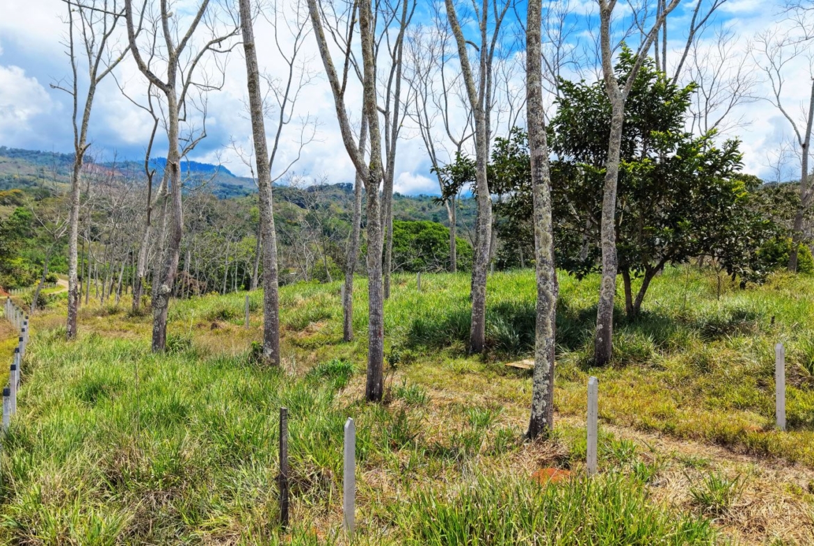 Open grassy field with evenly spaced bare trees and a simple wooden fence, rolling hills in the distance under a blue sky with clouds.