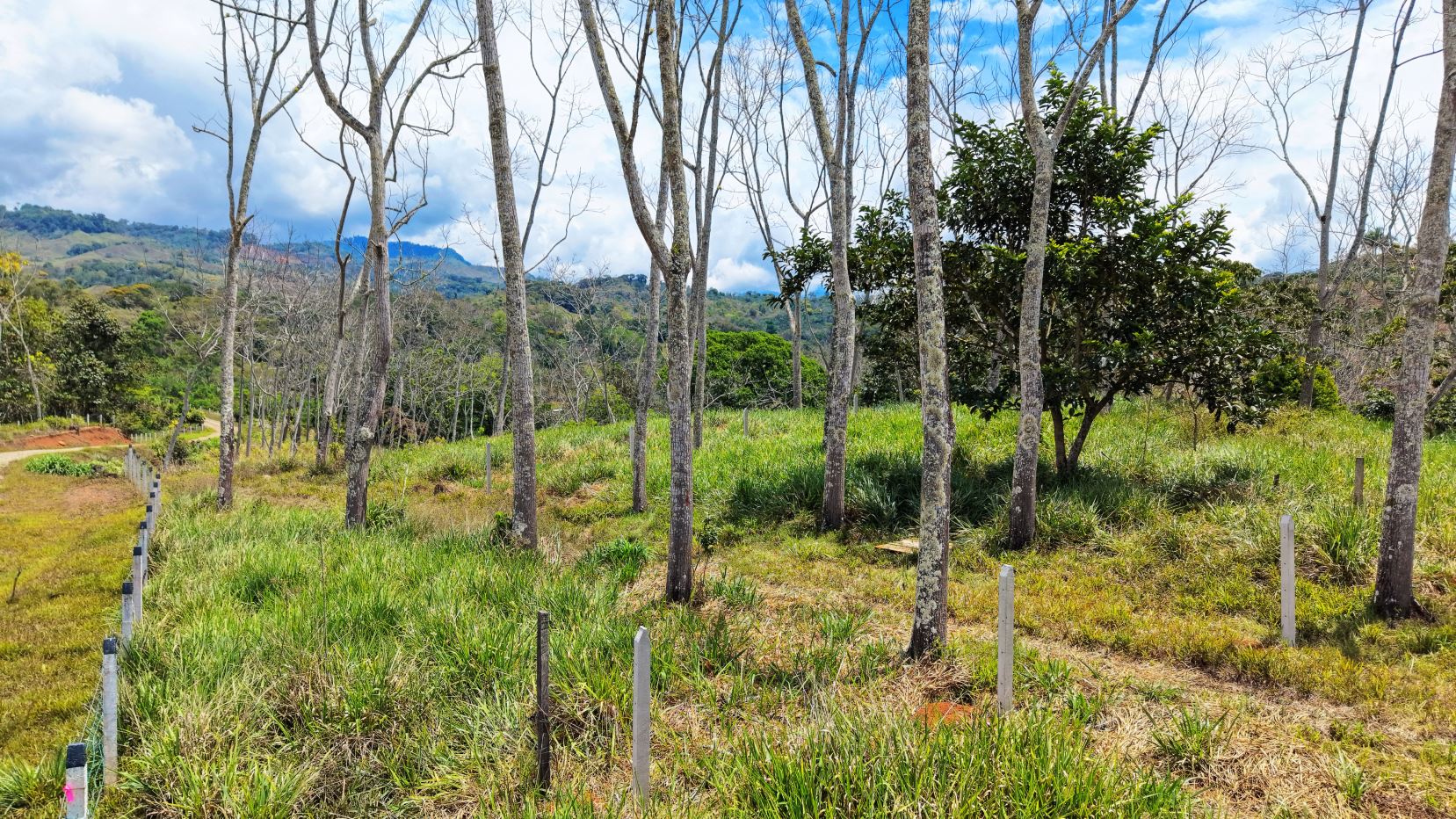 Open grassy field with evenly spaced bare trees and a simple wooden fence, rolling hills in the distance under a blue sky with clouds.