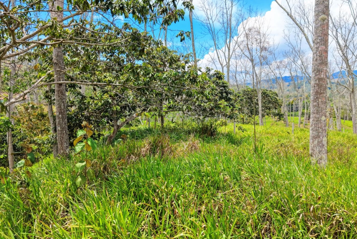 Sunny rural scene with tall trees, green grass, and a clear blue sky; distant hills on the horizon.