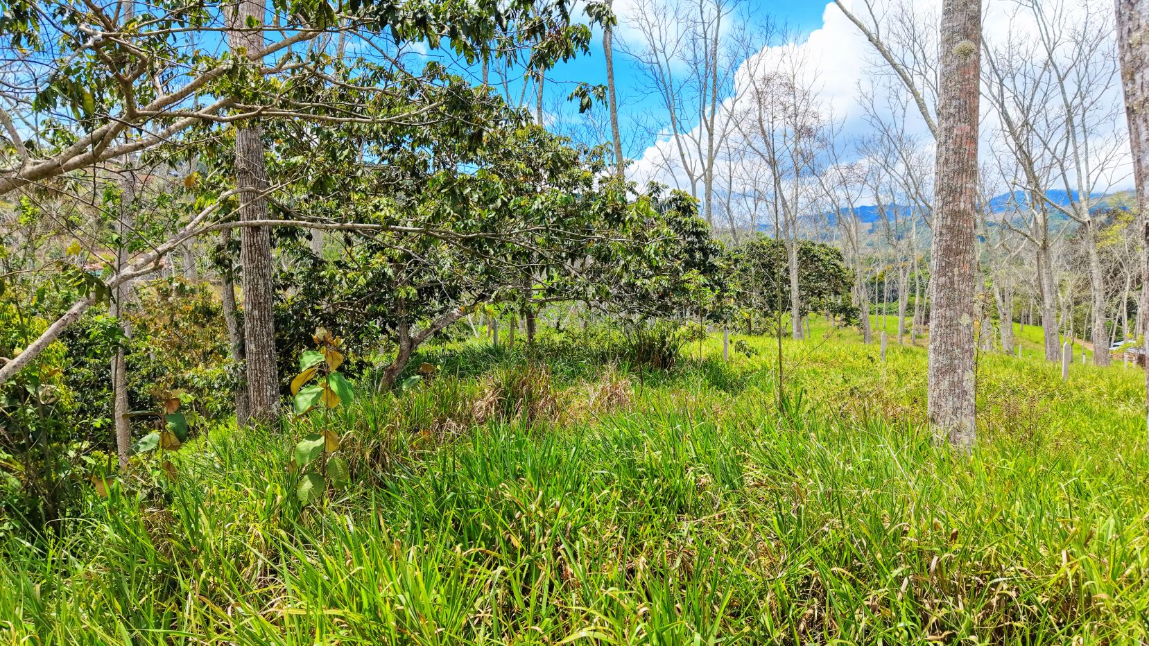 Sunny rural scene with tall trees, green grass, and a clear blue sky; distant hills on the horizon.