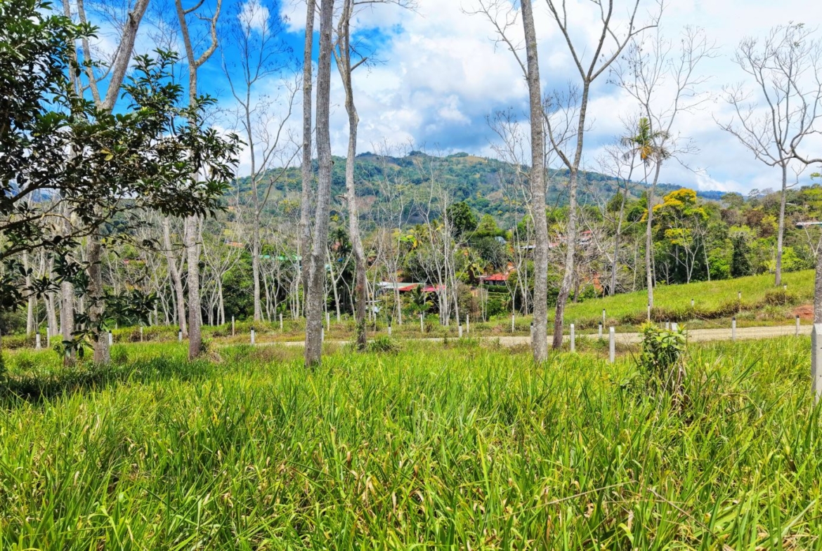 Open grassy meadow with tall bare trees and distant hills under a blue sky. A village nests among the trees in the middle distance.