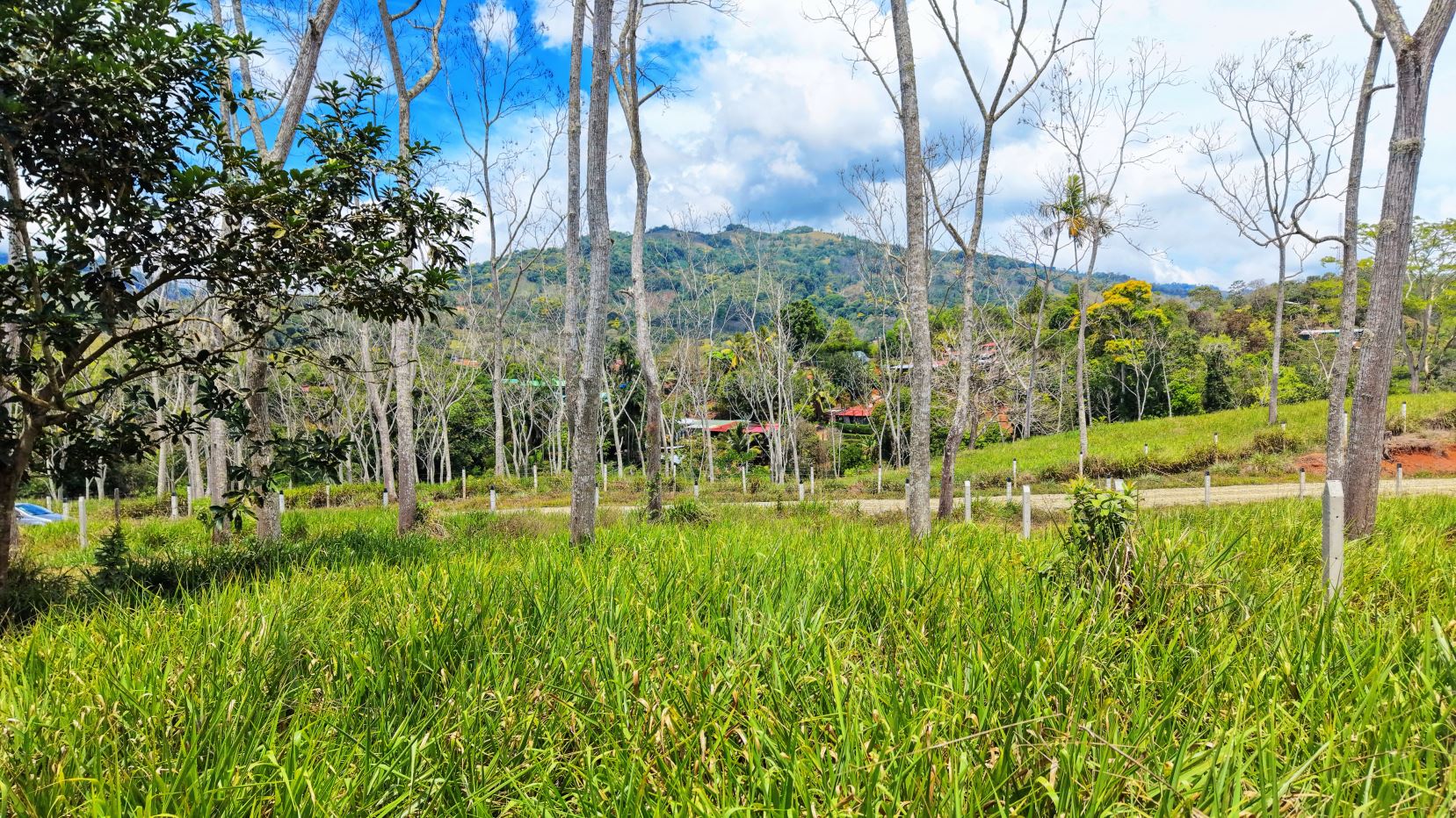 Open grassy meadow with tall bare trees and distant hills under a blue sky. A village nests among the trees in the middle distance.