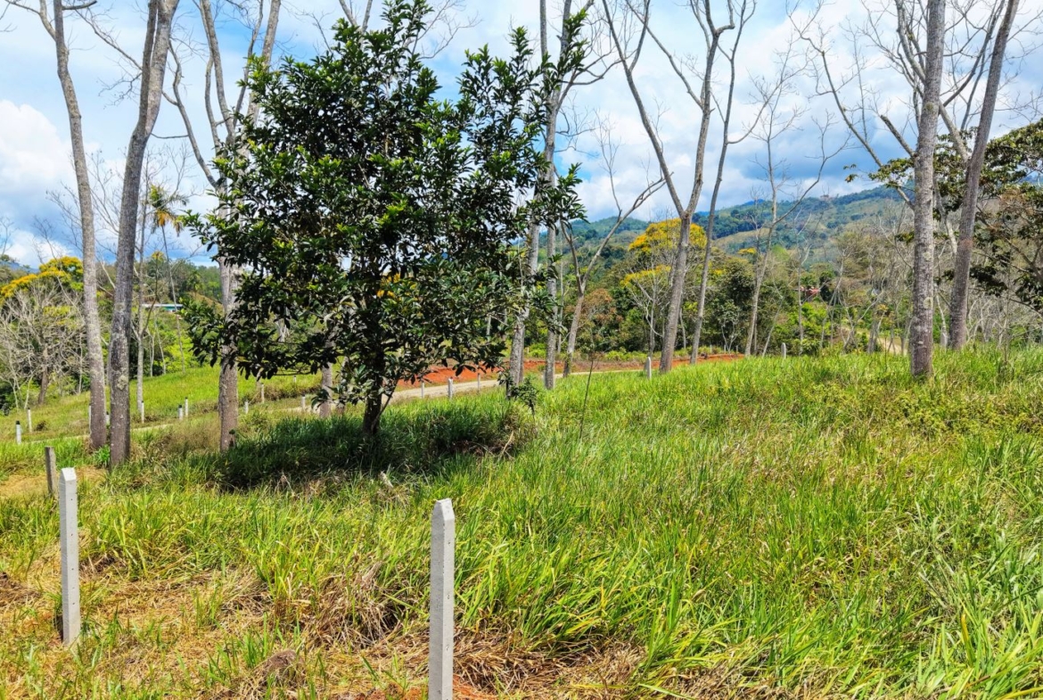 Grassy field with scattered trees and distant hills under a partly cloudy blue sky