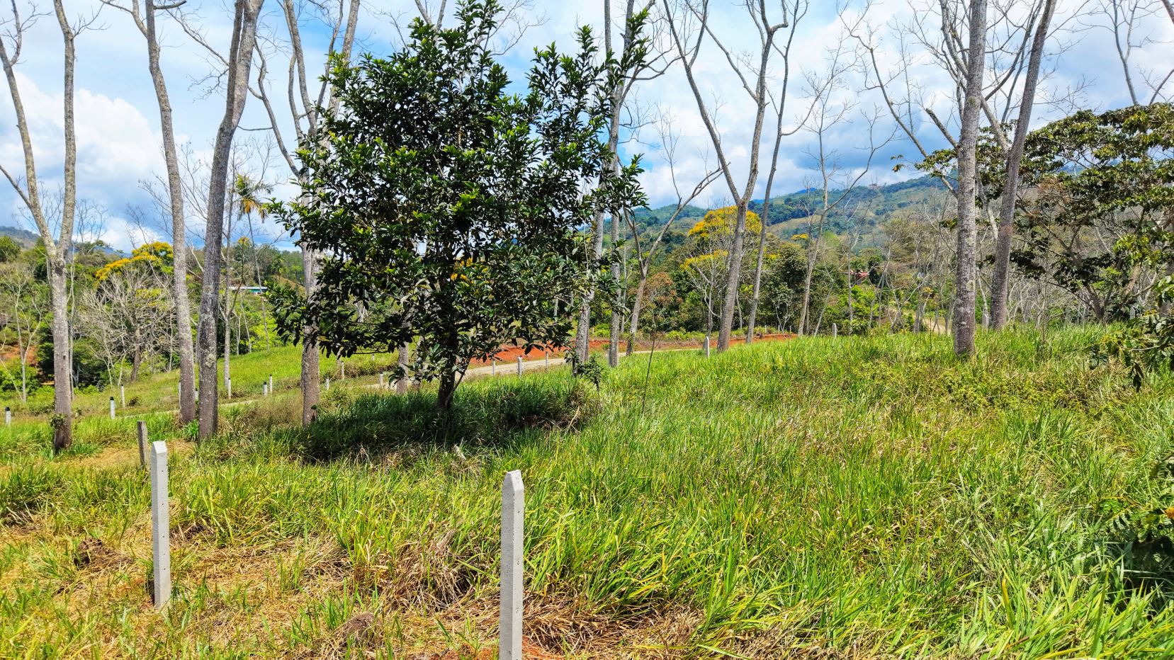 Grassy field with scattered trees and distant hills under a partly cloudy blue sky