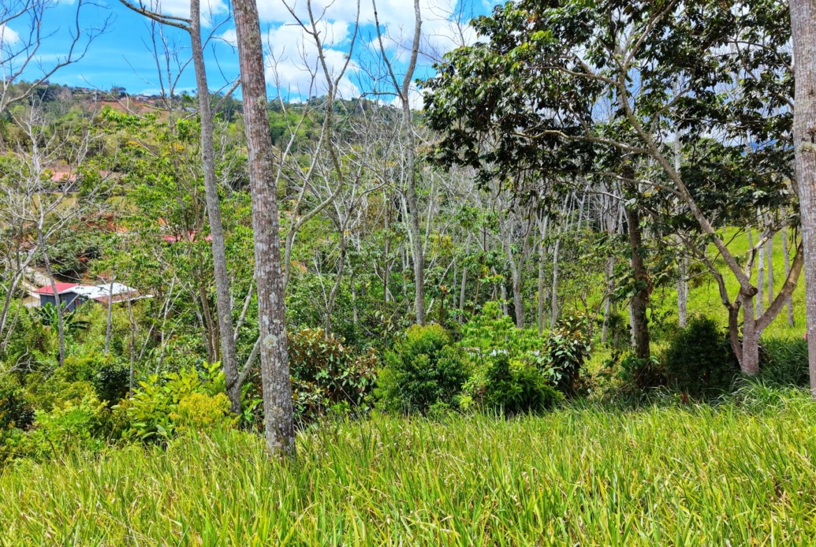 Hill country view with leafless trees, green undergrowth, and red-roofed houses in the background under a blue sky (rural landscape).