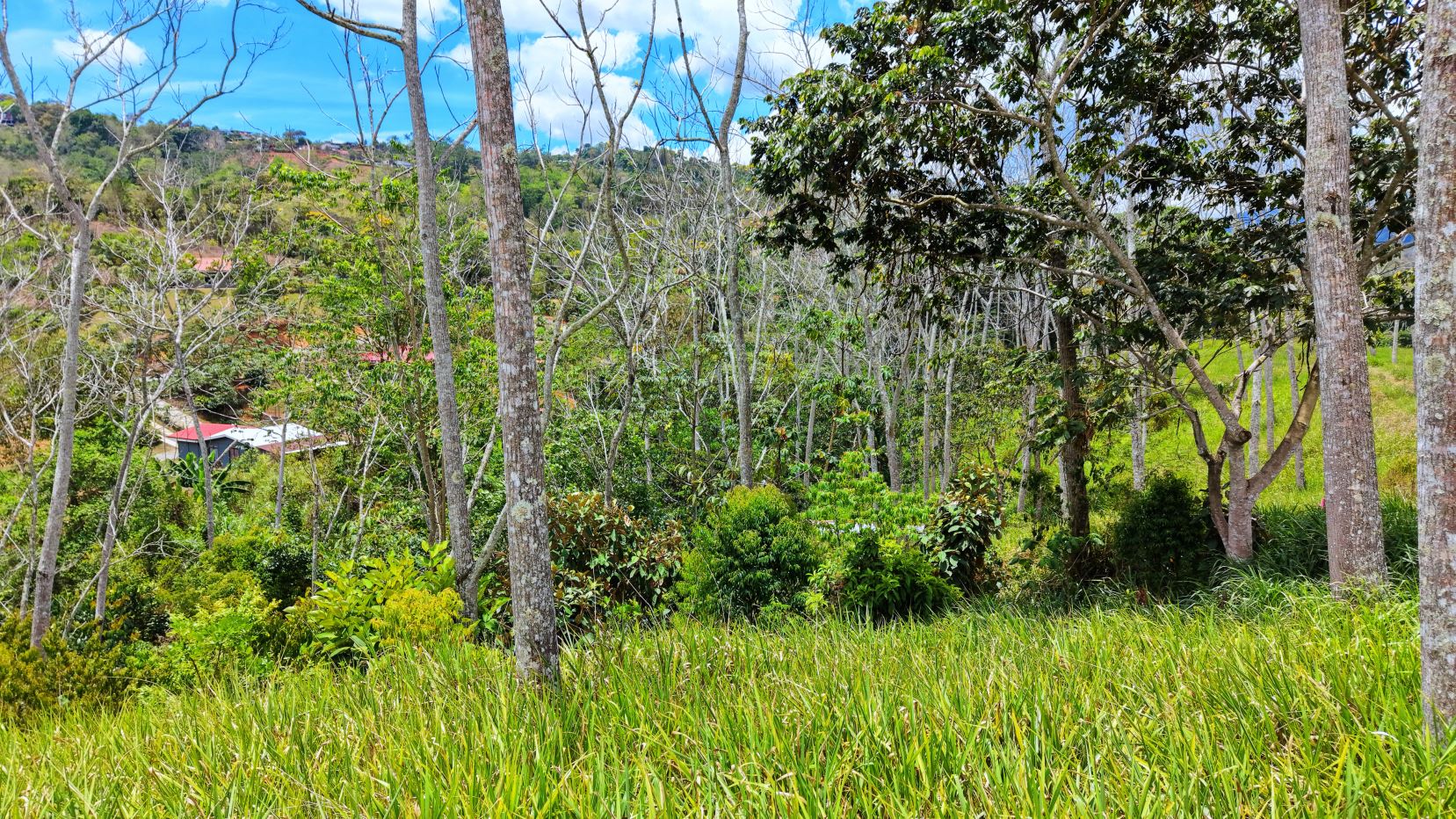 Hill country view with leafless trees, green undergrowth, and red-roofed houses in the background under a blue sky (rural landscape).