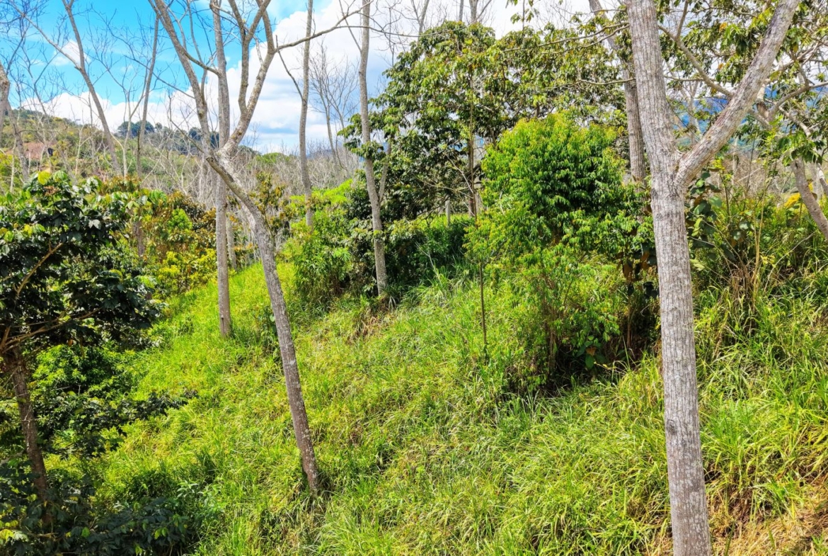 A sunlit overgrown clearing in a forest with green grass, shrubs, and several leafless trees against a blue sky.