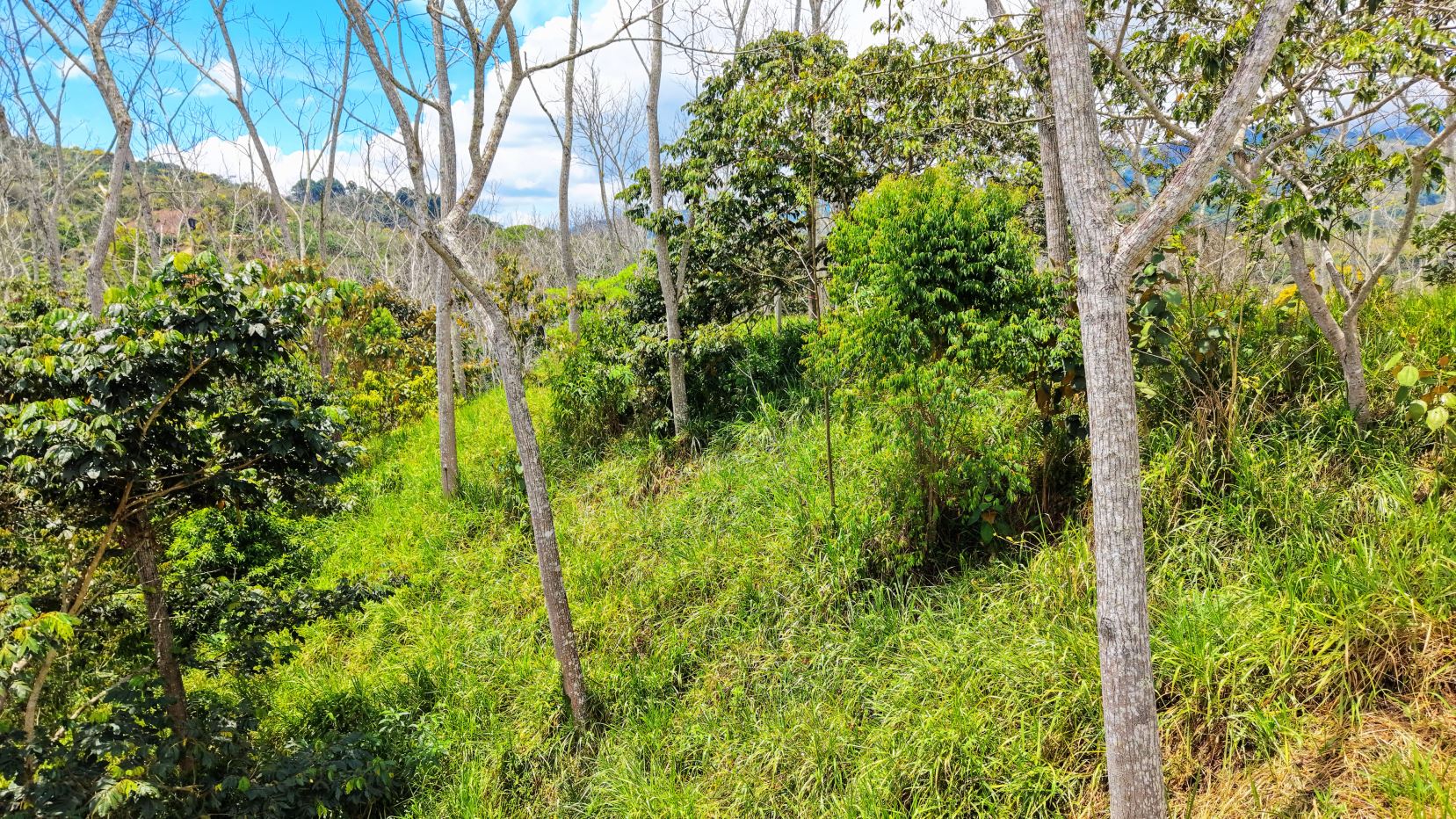 A sunlit overgrown clearing in a forest with green grass, shrubs, and several leafless trees against a blue sky.