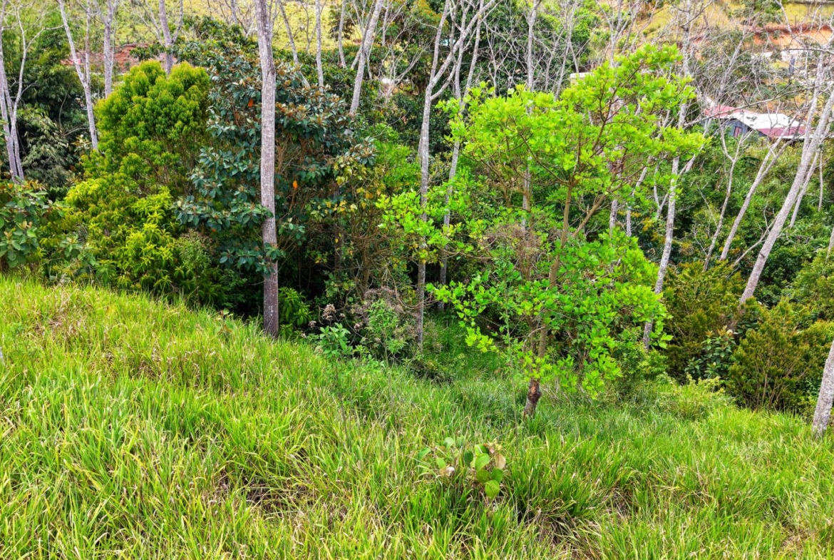 Sloped grassy foreground with a cluster of deciduous trees and dense green foliage behind, with rooftops barely visible beyond the greenery.