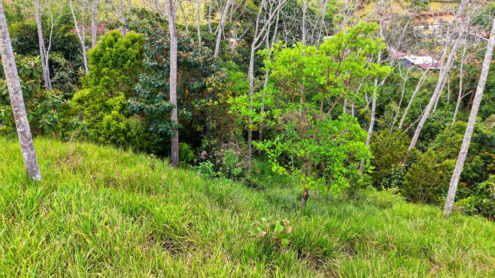 Sloped grassy foreground with a cluster of deciduous trees and dense green foliage behind, with rooftops barely visible beyond the greenery.