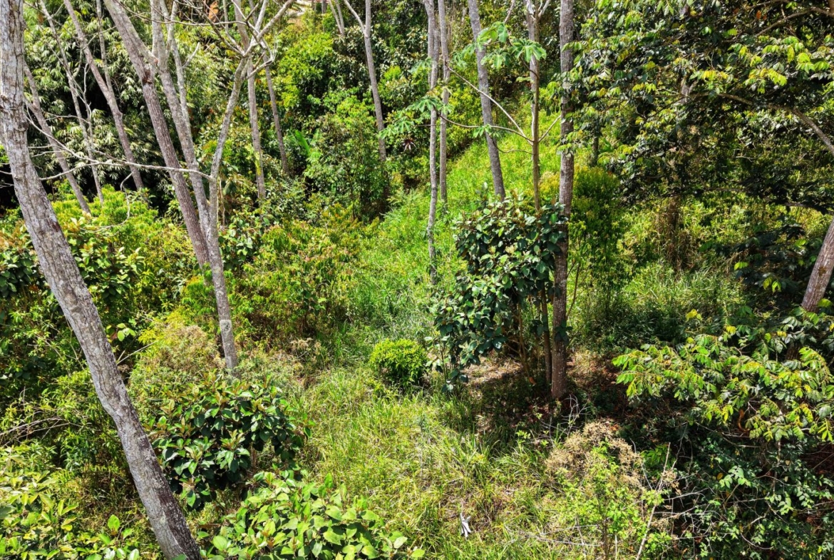 Dense woodland scene with slender tree trunks and a lush undergrowth of shrubs and grasses, sunlit.