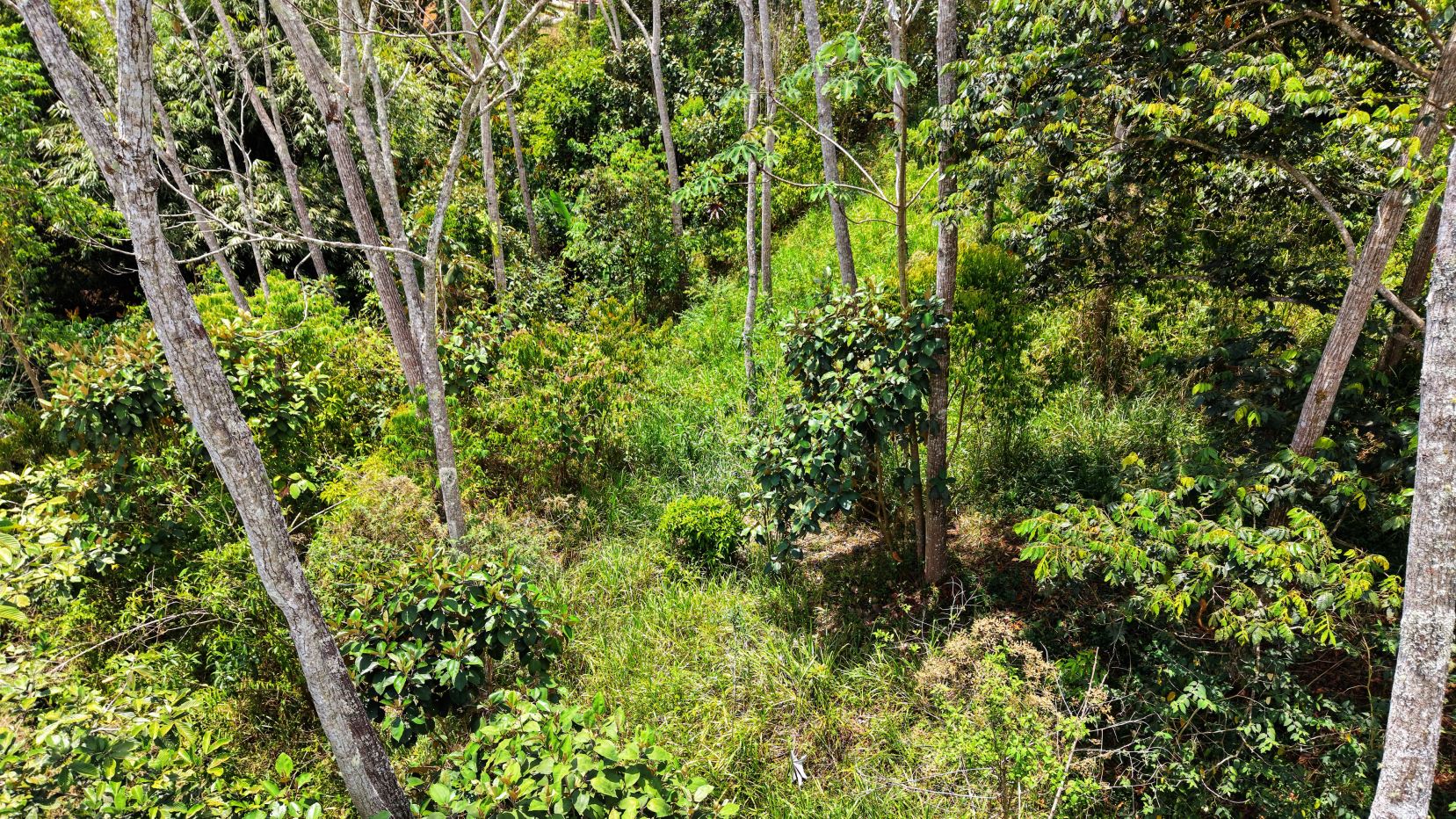 Dense woodland scene with slender tree trunks and a lush undergrowth of shrubs and grasses, sunlit.