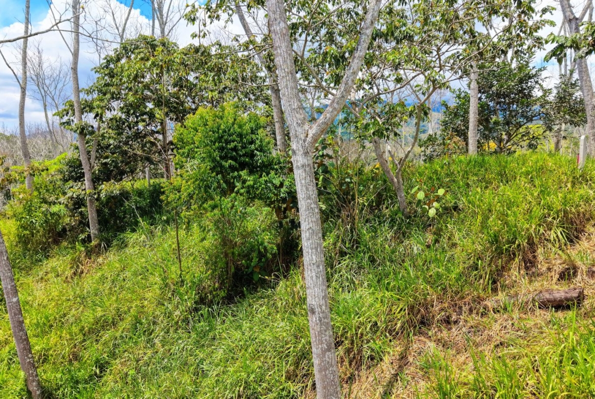 Sunny hillside woodland with slender trees, green shrubs, and tall grass under a blue sky with scattered clouds