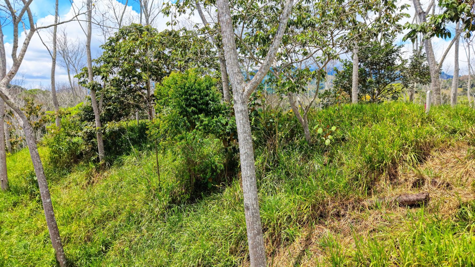 Sunny hillside woodland with slender trees, green shrubs, and tall grass under a blue sky with scattered clouds