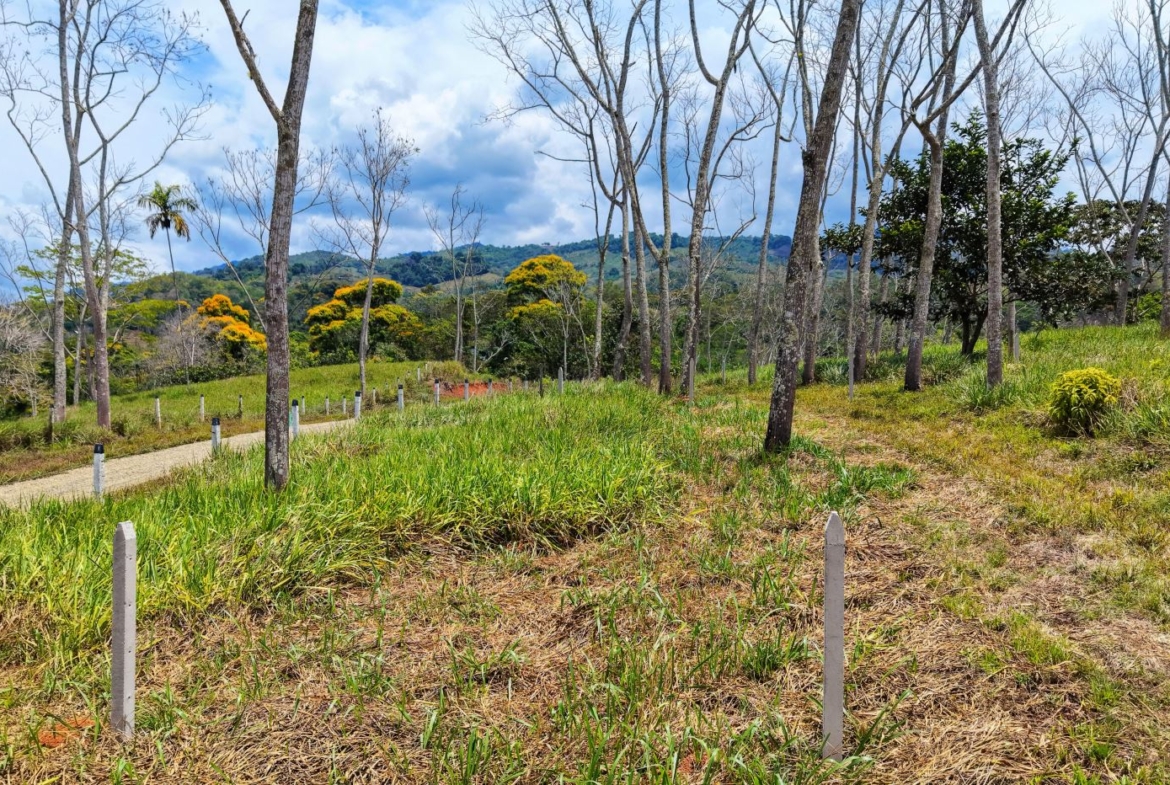Landscape of a slope with bare trees along a gravel path, yellow flowering shrubs, and distant hills under a partly cloudy blue sky.