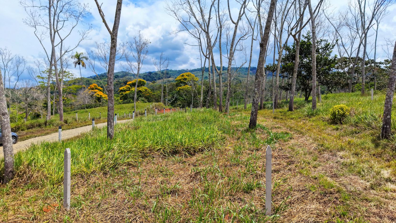 Landscape of a slope with bare trees along a gravel path, yellow flowering shrubs, and distant hills under a partly cloudy blue sky.