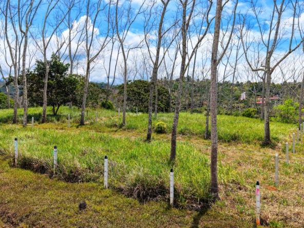 Grassy field with evenly spaced leafless trees and white posts under a blue sky, distant hills on the horizon.