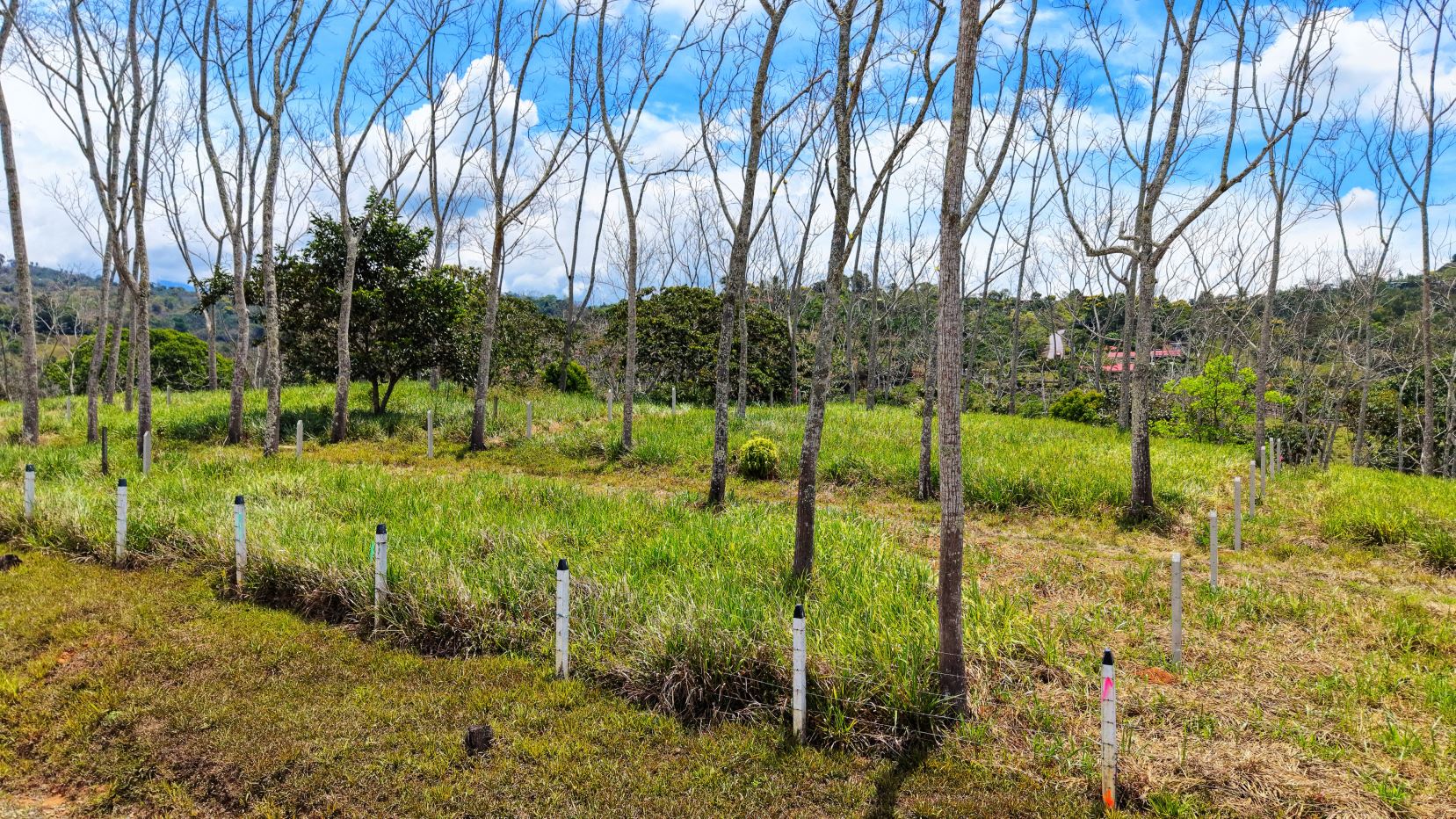 Grassy field with evenly spaced leafless trees and white posts under a blue sky, distant hills on the horizon.