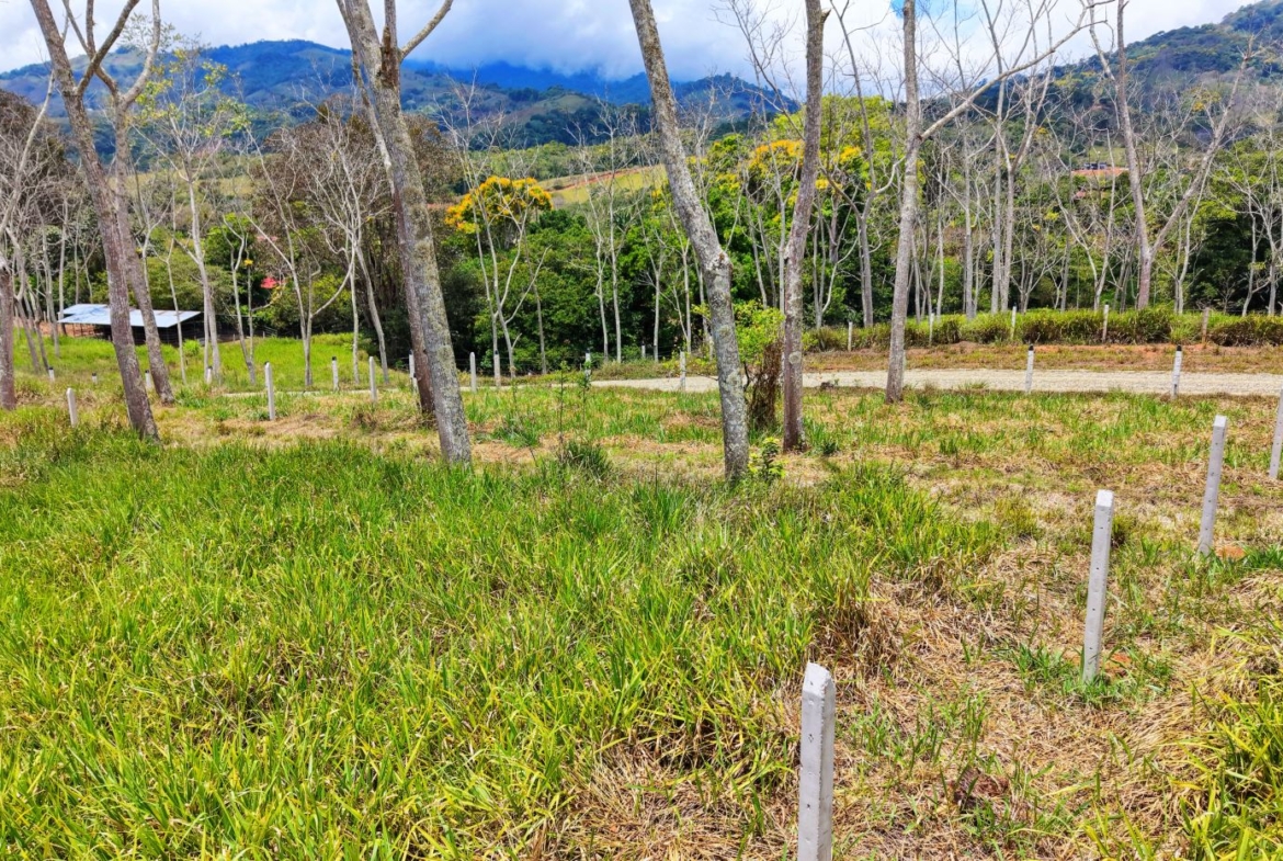 Open grassy clearing with young trees and white posts scattered throughout, hills and a blue sky in the background.