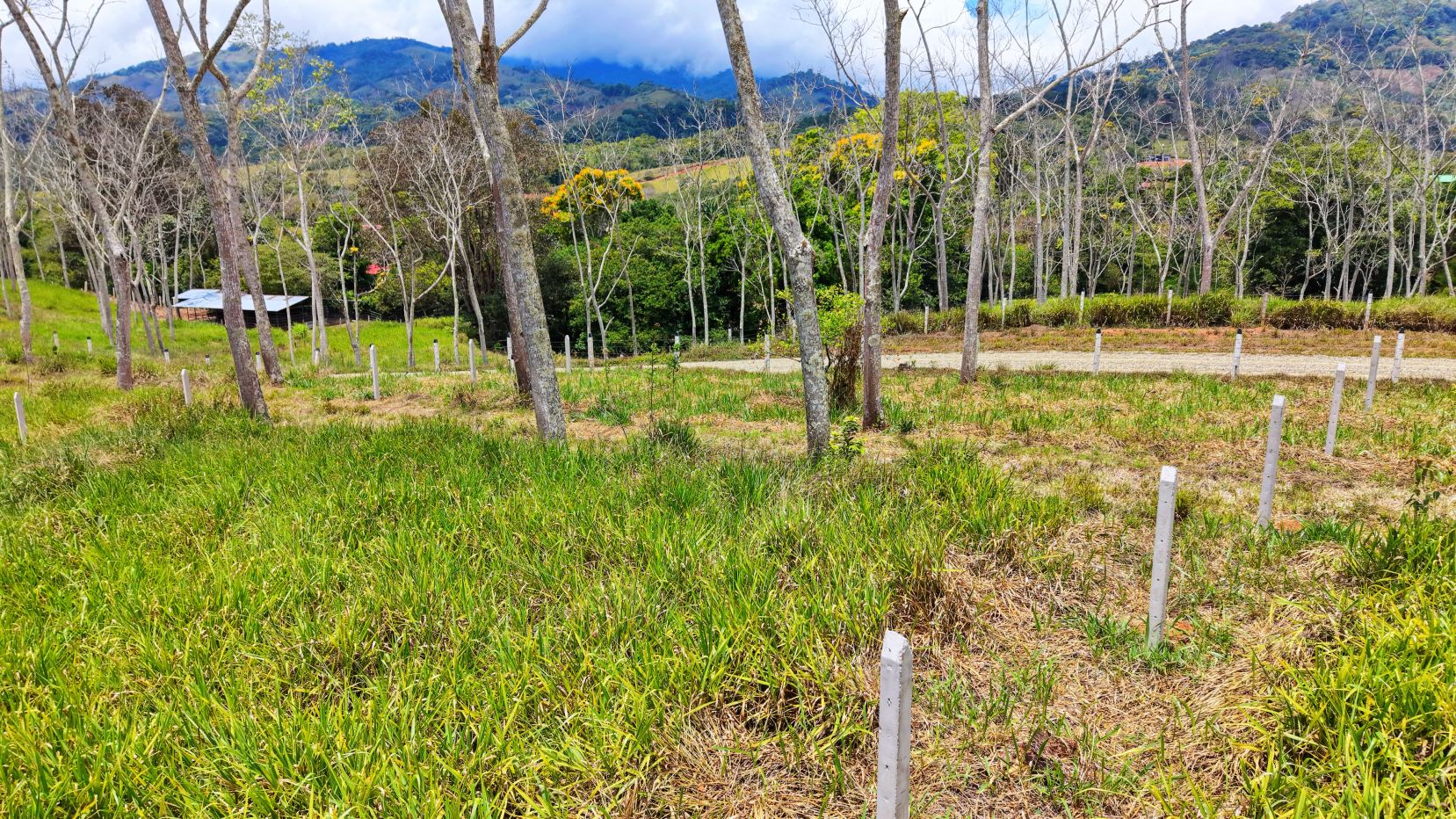 Open grassy clearing with young trees and white posts scattered throughout, hills and a blue sky in the background.