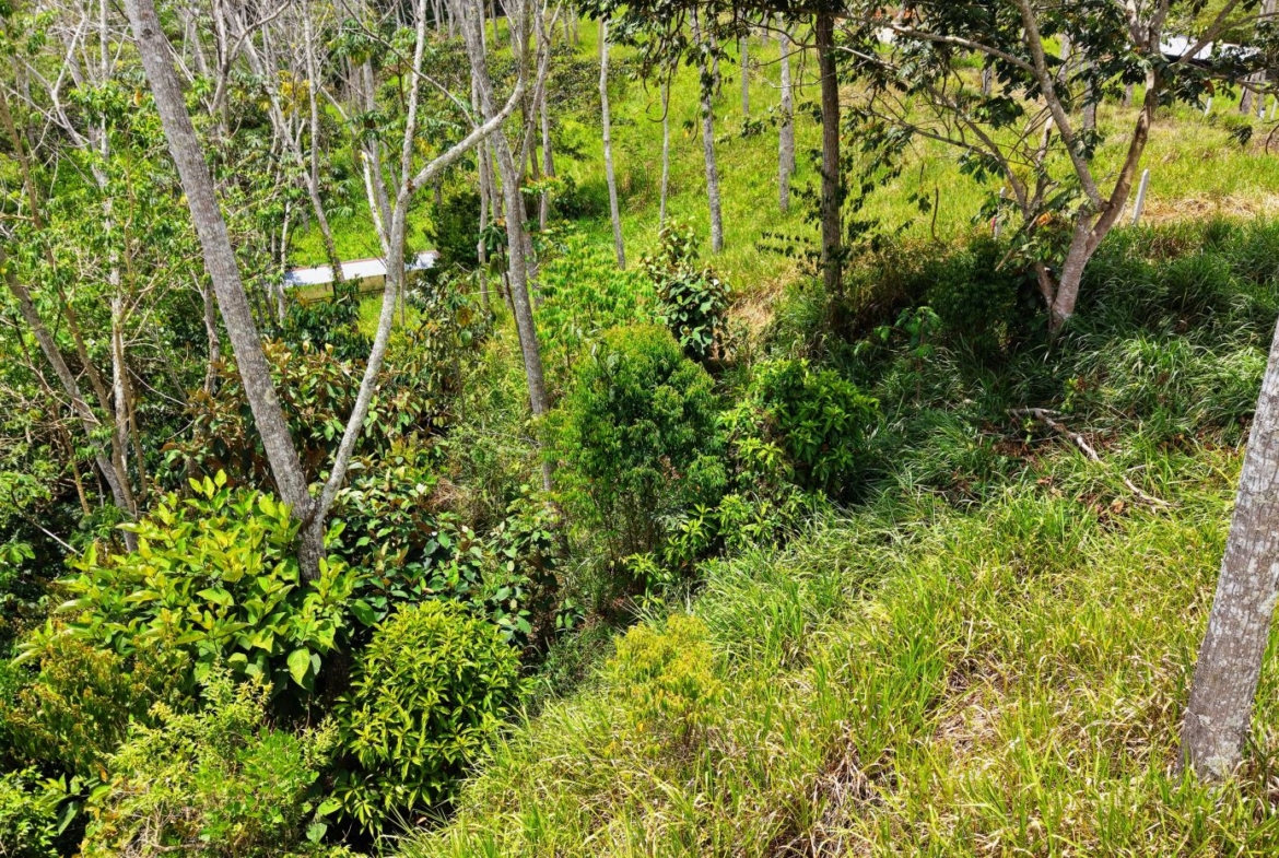 Dense thicket with slender trees, shrubs, and tall grass on a sunlit hillside.