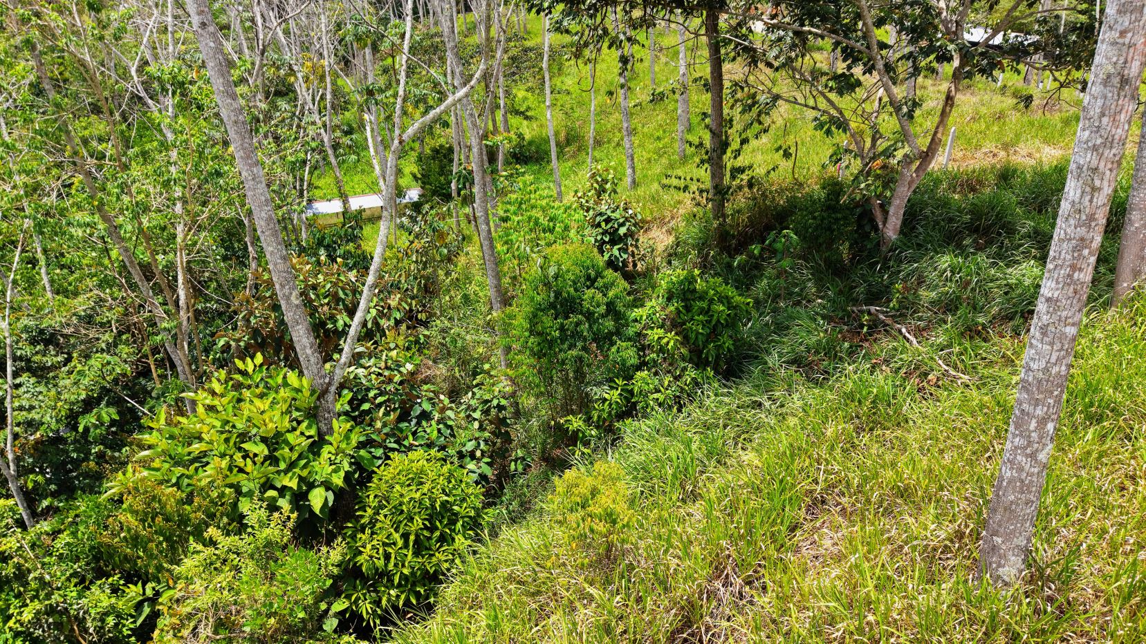 Dense thicket with slender trees, shrubs, and tall grass on a sunlit hillside.