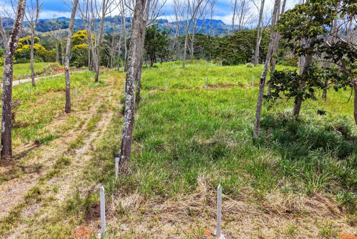 Open grassy field with young trees planted in rows, white fence posts marking the planting areas, and distant hills under a blue sky.