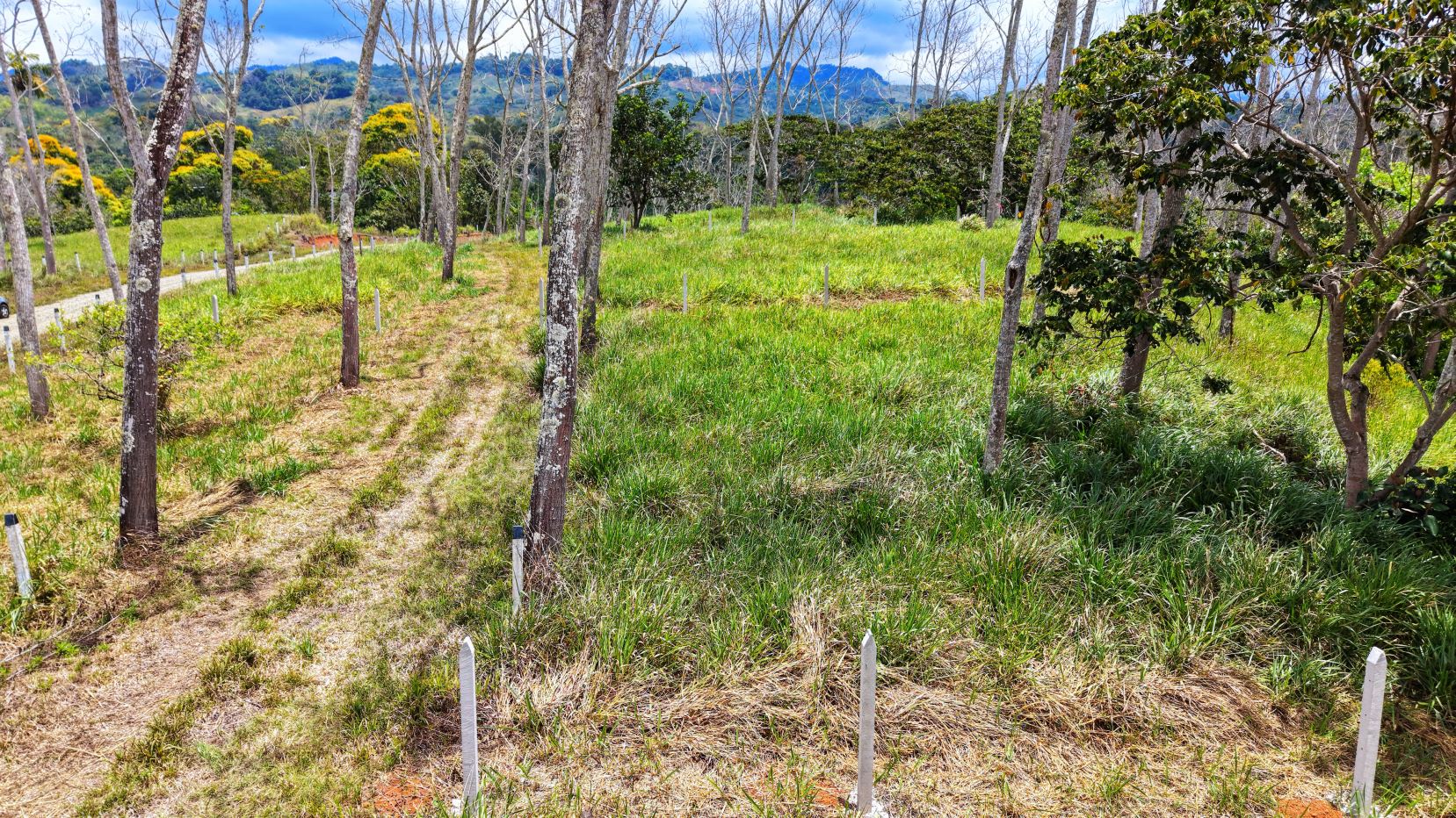 Open grassy field with young trees planted in rows, white fence posts marking the planting areas, and distant hills under a blue sky.