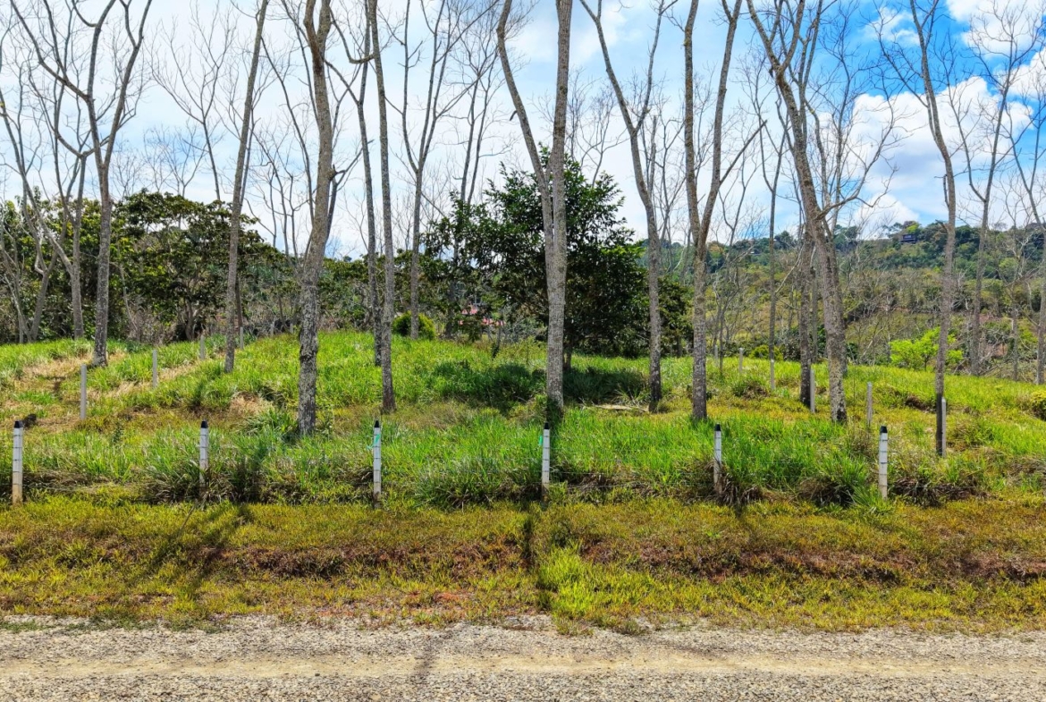 Row of bare trees behind a grassy field with white fence posts along a dirt road.