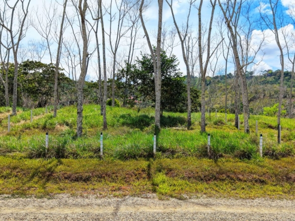 Row of bare trees behind a grassy field with white fence posts along a dirt road.