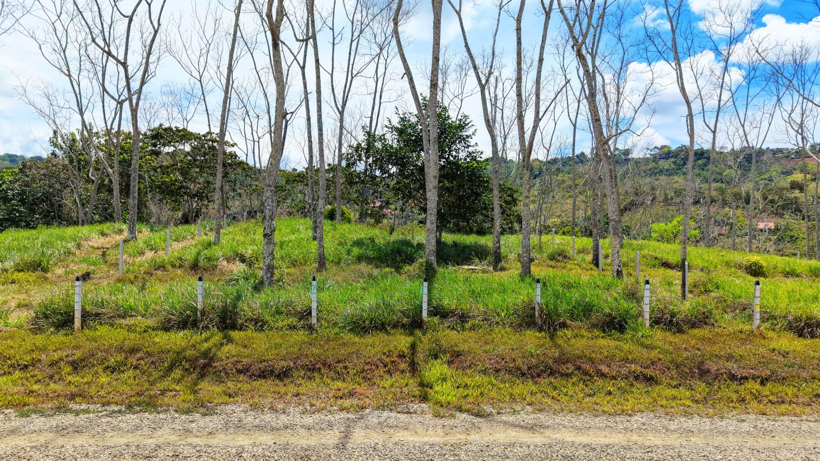 Row of bare trees behind a grassy field with white fence posts along a dirt road.