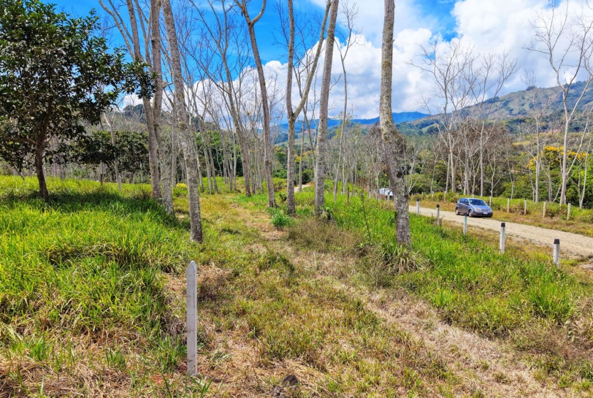 Gravel road winding through a grove of leafless trees with green grass and hills in the background; a silver car parked along the road under blue sky.