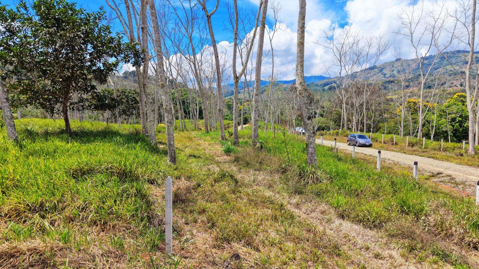 Gravel road winding through a grove of leafless trees with green grass and hills in the background; a silver car parked along the road under blue sky.