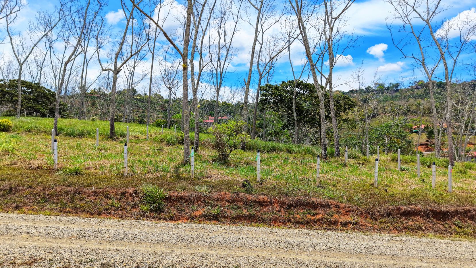 Open grassy field with leafless trees supported by white stakes, a gravel road in the foreground, and a distant hillside under a blue sky with scattered clouds.