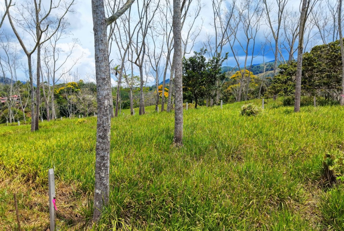 Open grassy field with evenly spaced young trees and pink ribboned posts, rolling hills in the distance under a cloudy blue sky.