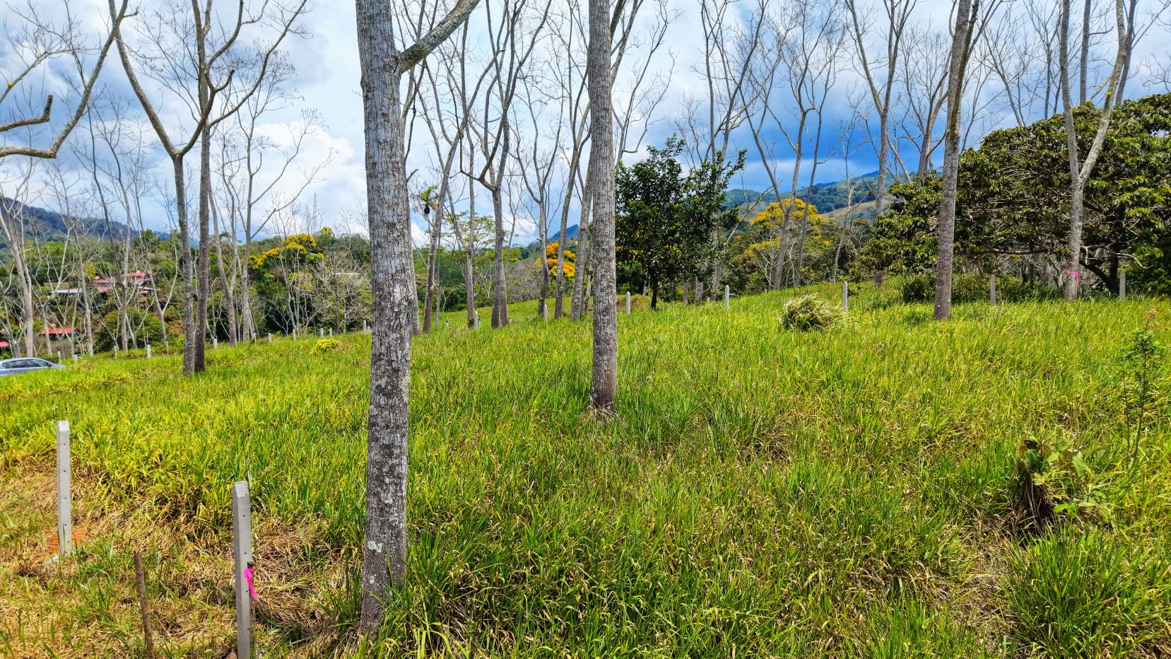 Open grassy field with evenly spaced young trees and pink ribboned posts, rolling hills in the distance under a cloudy blue sky.