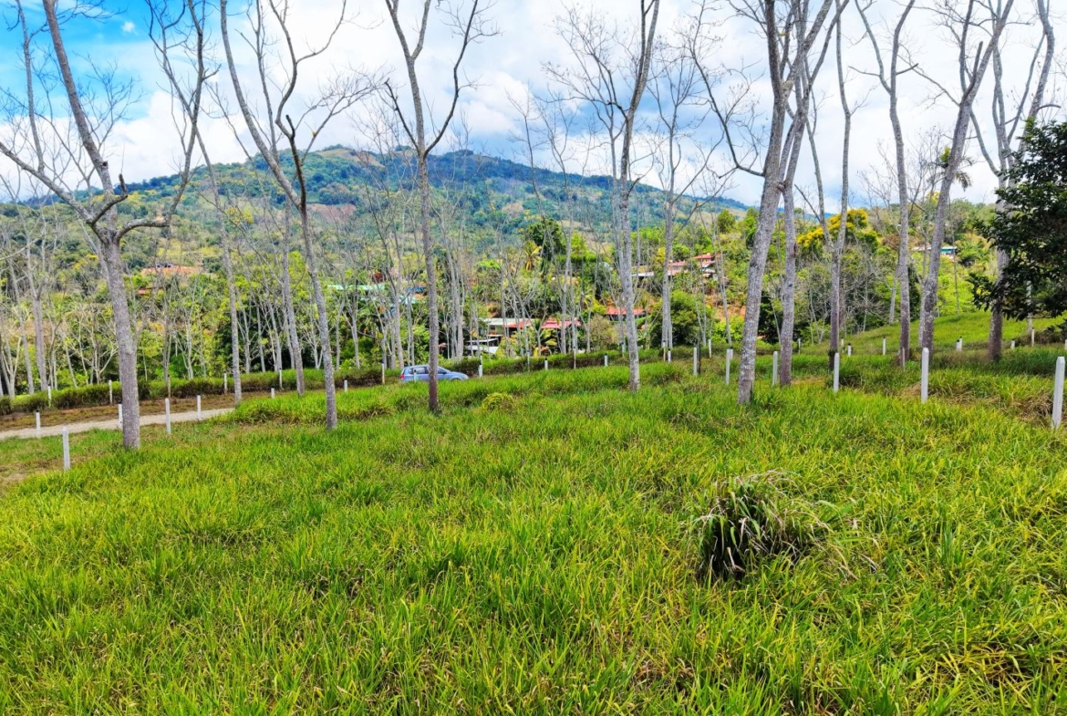Grassy field with many leafless trees, a road and houses in the distance, hills under a blue sky.
