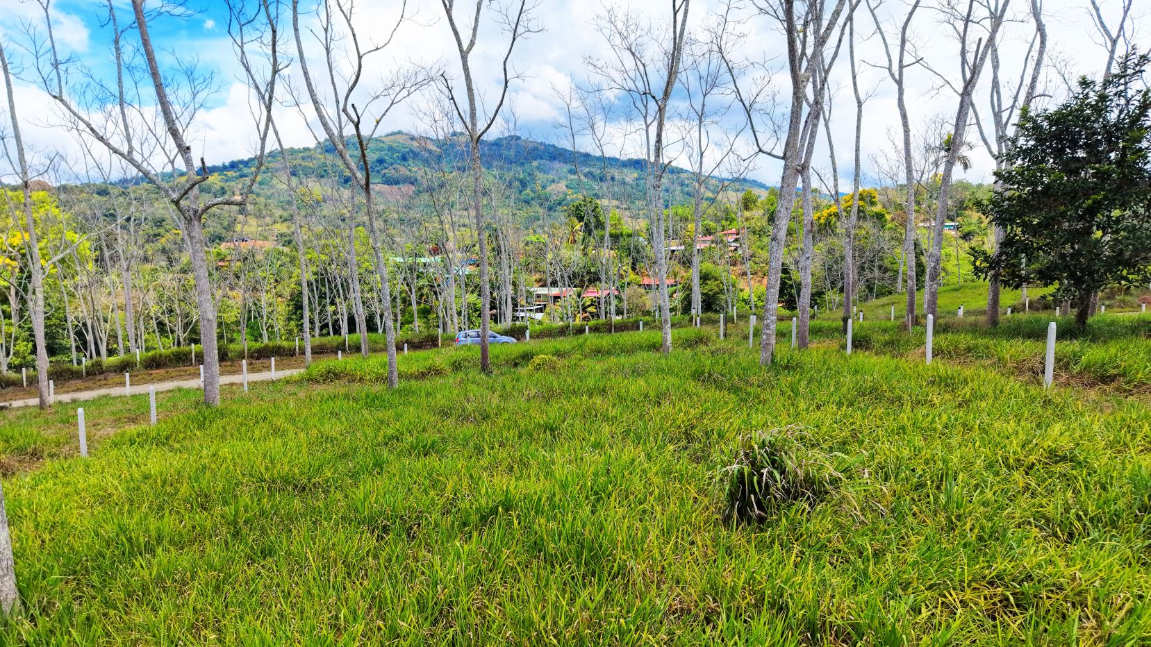 Grassy field with many leafless trees, a road and houses in the distance, hills under a blue sky.