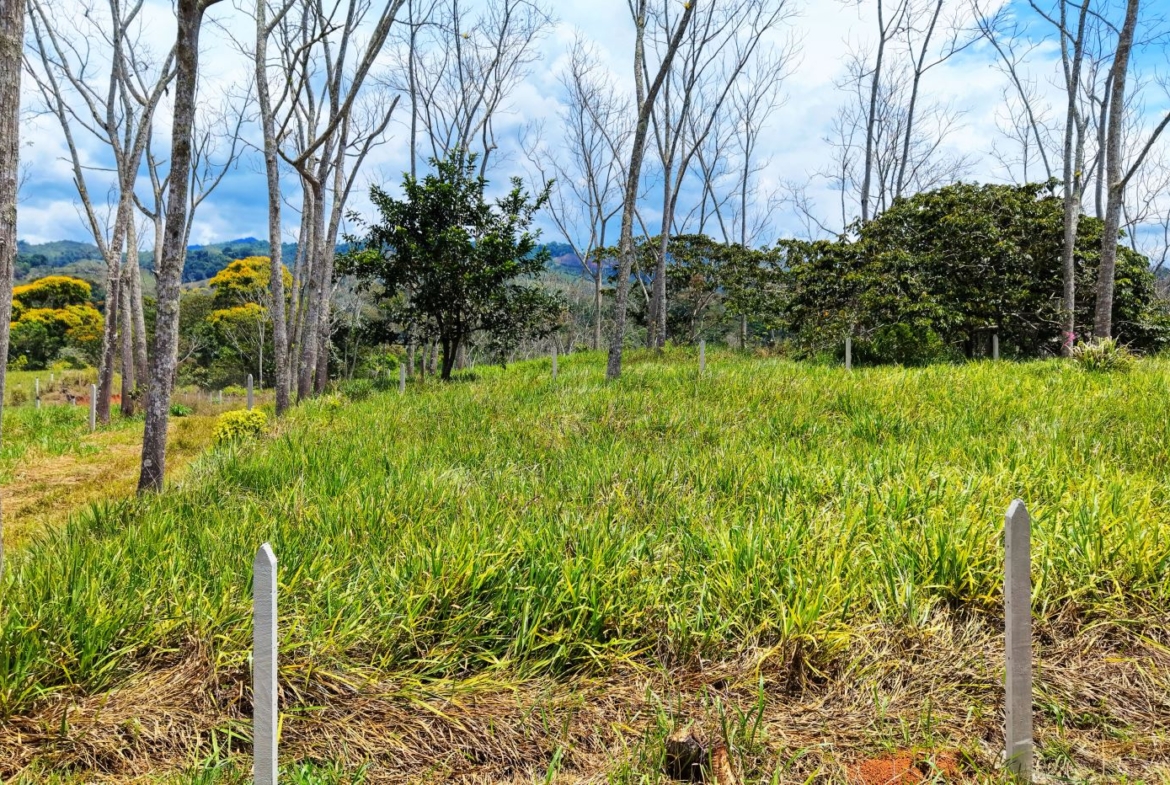 Open grassy field with tall bare trees and distant hills under a bright blue sky.